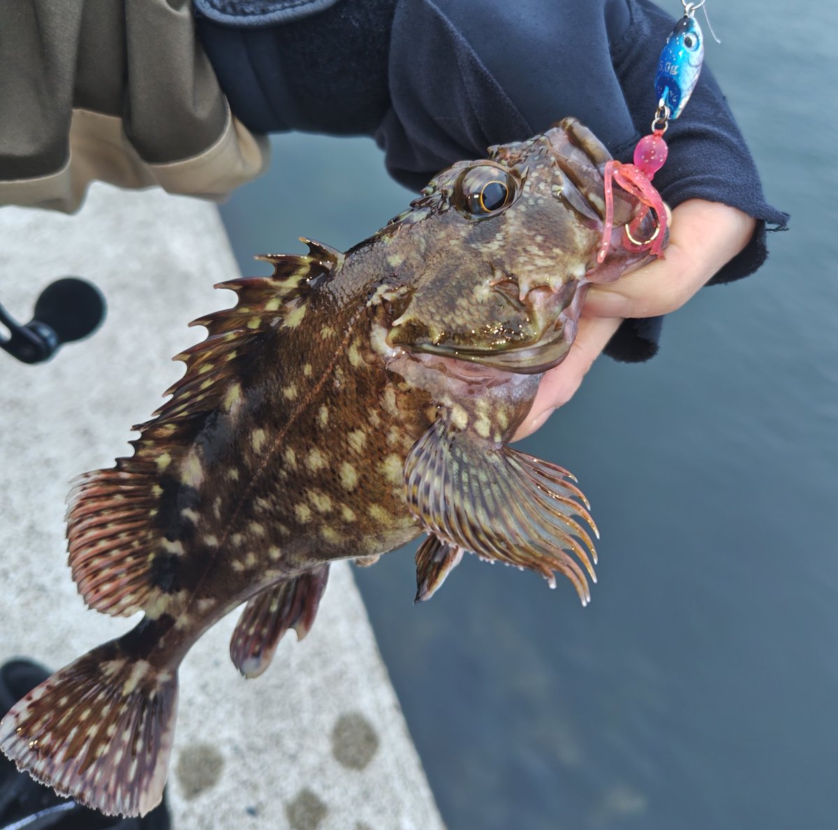 shimon0331's tweet photo. メバル以外の魚種が久しぶりに釣れました。が、アイナメバラし💦
魚種も豊富になってまいりました🎣 https://t.co/kop5BoeEFk
