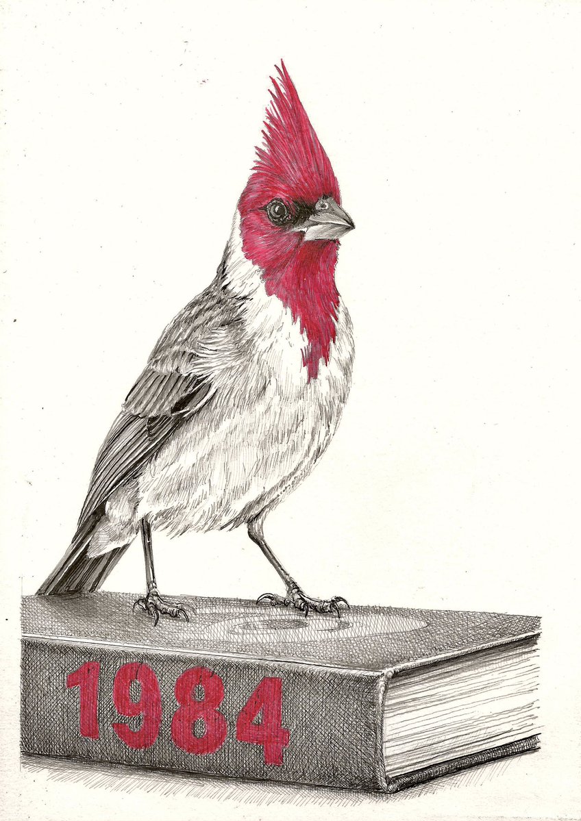 AtelierGeeraets's tweet photo. Ik maakte een tekening. Het is een Roodkuifkardinaal. 

‘Ik wil weer terug naar de toekomst’
29,7 x 21 cm
Inkten op papier

Delen is lief. https://t.co/OzYPuO2cUz