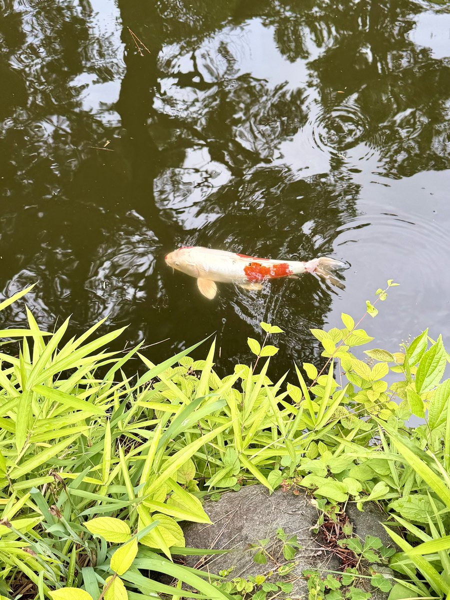 LILYs_SPACE's tweet photo. 小雨の中の散策

#高砂緑地 https://t.co/kkpfQwgfCU