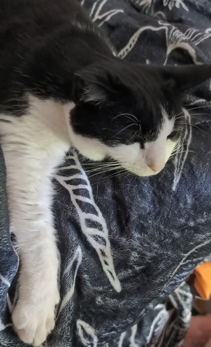 Brad00f's tweet photo. @playriftbound I will trade you my cat for one of these! 😍 https://t.co/WlzPrxB5jb