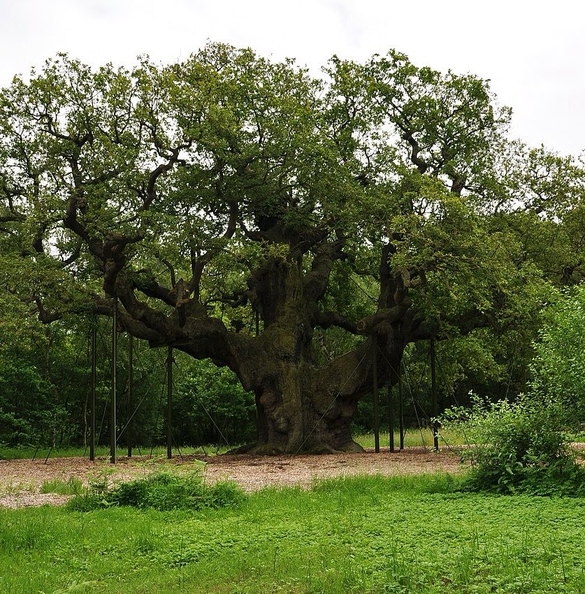 CultureCrave's tweet photo. England’s legendary ~1,200 year old Major Oak tree in Sherwood Forest has died

• The tree is closely tied to the legend of Robin Hood

• Experts believe climate change and nearby coal mining, which altered the local water table, were major contributors to its death

(via @BBC) https://t.co/BqYtMfmZu9