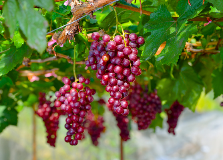 agronometrics's tweet photo. 🍇 Brazil gains a major edge in Europe. New trade terms allow Brazilian table grapes to enter the EU duty-free, ending years of 8–14% tariffs and increasing competition for exporters from Chile, Peru, and South Africa.

Read more: https://t.co/jGqDt7hoDS

#Grapes #Brazil https://t.co/MCwAFCovlX