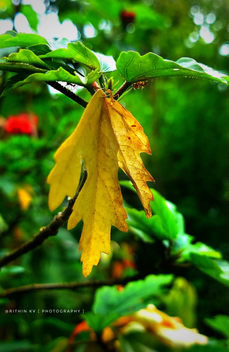 Iam_RITHIN_KV's tweet photo. Every leaf has a story.
Got a leaf photo?
Drop your best leaf photo below! https://t.co/KuGiWTyq6A