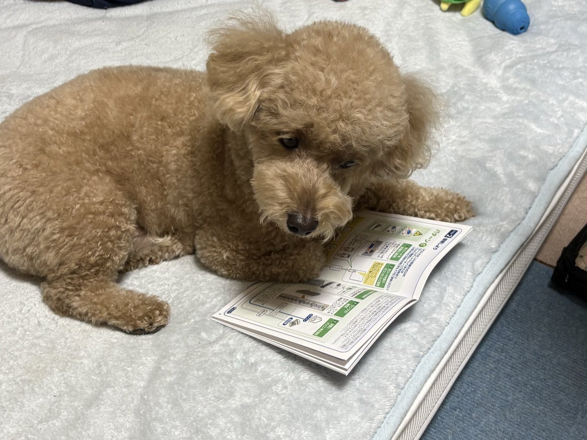 petfelice's tweet photo. パパが説明書を読むのに苦労していたら見てくれた😁
そのあと、ビリビリにしようと狙っていた😂
#トイプードル 
#わんちゃん好きさんと繋がりたい 
#わんちゃんのいる暮らし https://t.co/Cqbbt3FEhX