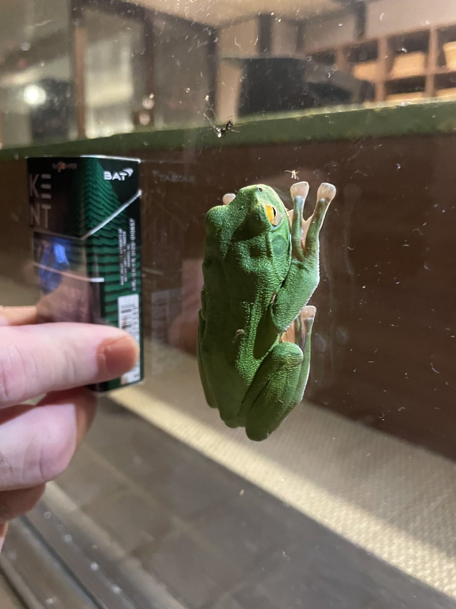 tada1000pai's tweet photo. 山形県最上町　瀬見地区で見かけないデカい…カエル🐸(53年で初めてみた)詳しい人、これわかりますか？ https://t.co/hinCLmRlbd