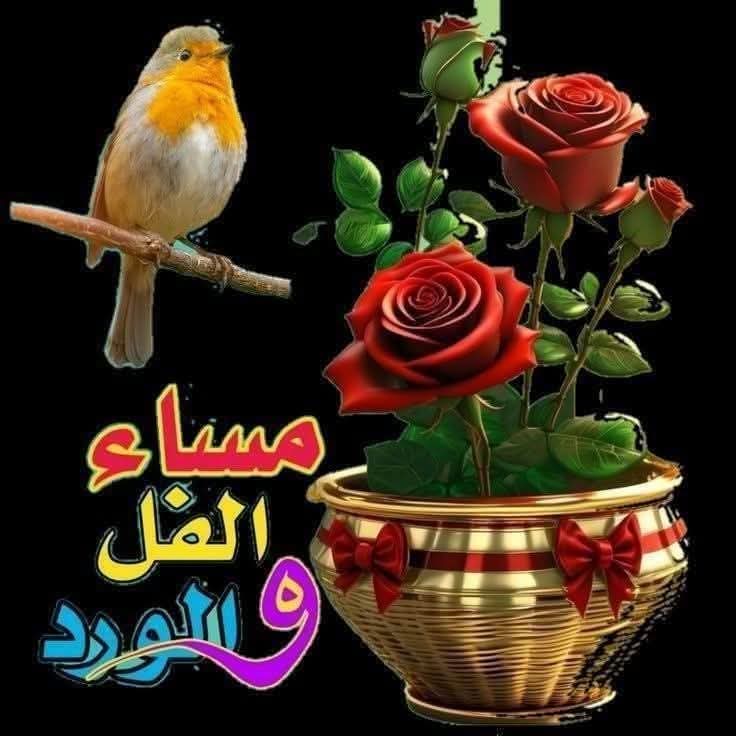 Salama Samy tweet media