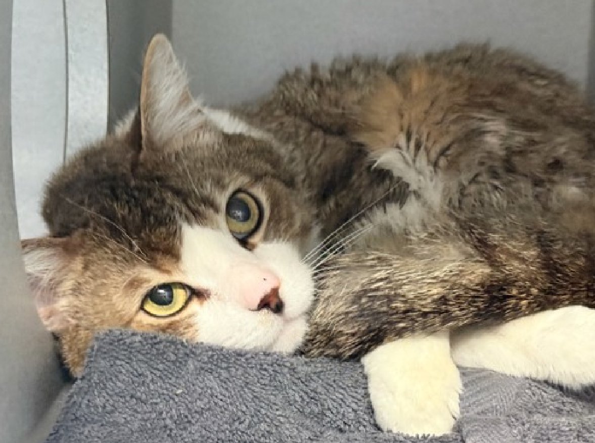 JLthekid9999's tweet photo. 🆘🆘 MOMO (ID 252101), 5 YO, MALE –  IN MANHATTAN ACC - came into the shelter as a stray on 4/14/2026.     🆘🆘 😿 😿 😿 😿

🆘🆘 UPDATE – LESS THAN $100 IN TOTAL PLEDGES – MOMO IS BEING OVERLOOKED/IGNORED AT SHELTER AND ON X – PLEASE PLEDGE IF YOU CAN 🆘🆘

➡️TBD 6/20/26

➡️ NEW HOPE PARTNER RESCUE ONLY

➡️ TOO LOW ON PLEDGES TO STIMULATE RESCUE INTEREST

➡️🆘🆘 8TH Chance on Emergency Placement List – HIGHLY UNUSUAL AND SHELTER AT MAXIMUM CAPACITY- NOW IS THE TIME TO ACT/HELP MOMO- HIGHEST EU/SILENT KILL RISK–🆘🆘 😱🔥🔥😱

➡️ 66 DAYS IN SHELTER – TOO LONG – TIME IS RUNNING OUT

➡️ MOMO IS ON THE EPL FOR BEHAVIORAL REASONS -He is not thriving in the care center and is deteriorating in the Adoptions room. He is now displaying more intense distance increasing behaviors, hissing and swatting hard when interaction is attempted. This designation often means that the cat will be given very little time for rescue/foster/adoption.🔥🔥🔥🔥

A volunteer writes: I'm sure that there are plenty of things that Momo wishes he could tell us. Things that would help us to understand who he is and what he likes, but any variation of communication can be easier said than done when you're all on your own. Momo isn't exactly that, as we're proudly on his team, but he's still left us guessing quite a bit. Mostly what we've been able to deduce are things that Momo doesn't like. When I met him, he tried to politely decline my friendship by folding himself into the corner and flattening his little ears. Though Momo successfully made his point, I also know that he's been through quite a few changes recently through no fault of his own. At the shelter he tends to lean away or freeze in place in response to our outstretched hands and though he does allow some pets from time to time, it hasn't exactly been his thing. We're very sure that a forever family where he can be himself and communicate as freely as he feels will be the perfect fit. What my friends at ACC say about me: I am looking for a home with a patient person. I can be slow to adjust to new environments. I prefer to take things at my own pace. ❤️ 😻❤️ 😻❤️ 😻

NEEDS OUT OF SHELTER ASAP –

Please RT or pledge, if you can, to save this little one.

@AdamsPaulGrimke

💔😿🙏Thank you