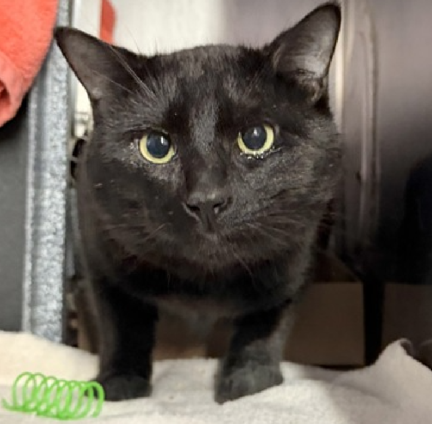 JLthekid9999's tweet photo. 🆘🆘 NAGINI (ID 253318), 1 YO, MALE –  IN MANHATTAN ACC - came into the shelter as a stray on 4/29/2026.    🆘🆘 😿 😿 😿 😿

➡️TBD 6/20/26

➡️ ONLY A BABY – JUST BEGINNING LIFE

➡️ NEW HOPE PARTNER RESCUE ONLY

➡️ TOO LOW ON PLEDGES TO STIMULATE RESCUE INTEREST

➡️🆘🆘 6th Chance on Emergency Placement List – VERY RARE – SHELTER AT CAPACITY - COULD BE LAST CALL FOR NAGINI - VERY HIGH EU/SILENT KILL RISK– 🆘🆘 😱🔥🔥😱

➡️ 51 DAYS IN SHELTER – TOO LONG – TIME IS RUNNING OUT

➡️ NAGINI IS ON THE EPL FOR BEHAVIORAL REASONS - He is not thriving in the care center and continues to display distance-increasing behavior when approached for interactions. He has not warmed up despite staff using treats to build a positive association. This designation often means that the cat will be given very little time for rescue/foster/adoption.🔥🔥🔥🔥

What my friends at ACC say about me: I am looking for a home with a patient person. I can be slow to adjust to new environments. I prefer to take things at my own pace. I will flourish in a calm environment and a low-traffic home. I would appreciate slow introductions to new people and places to help me feel safe. ❤️ 😻❤️ 😻❤️ 😻

NEEDS OUT OF SHELTER ASAP –

Please RT or pledge, if you can, to save this little one.

@AdamsPaulGrimke

@mehser12

💔😿🙏Thank you