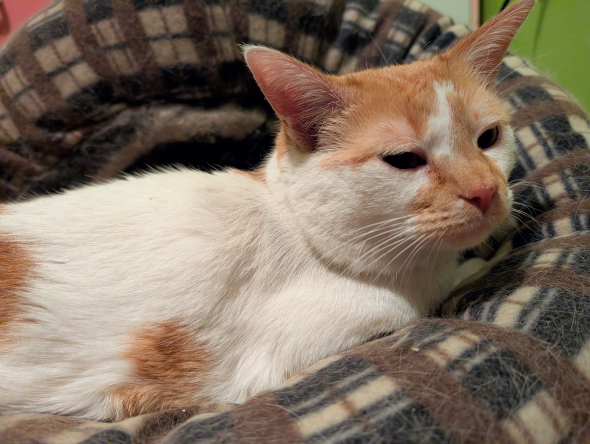 FartyCheddarCat's tweet photo. On da dwesser
Dere a bed
But den it on
Da flor insted
I still clime in
Tho it be wong
Dis bed on flor
It not belong
I has a pout
But heer I stay
For now, I finks
Dis be ok
#CheddarPoetry #BedFalledOnFlor #BedNotGoOnFlor #IStillGoInBed #MamaFiksBedAfter #DenItAllBetter https://t.co/tXjA8uCpDZ