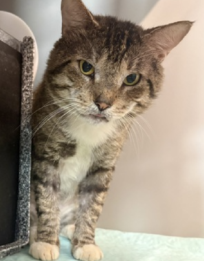 JLthekid9999's tweet photo. 🆘🆘 ELEVEN (ID 255084), 3 YO, MALE –  IN QUEENS ACC - came into the shelter as an owner surrender on 5/21/2026, with the surrender reason stated as person circumstance- hoarding situation.    🆘🆘 😿 😿 😿 😿

➡️TBD 6/20/26

➡️ NEW HOPE PARTNER RESCUE ONLY

➡️ TOO LOW ON PLEDGES TO STIMULATE RESCUE INTEREST

➡️ 🆘🆘  3RD Chance on Emergency Placement List – NO ROOM IN SHELTER – WILL NOT BE GIVEN MUCH MORE TIME – VERY HIGH EU/SILENT KILL RISK– 🆘🆘 😱🔥🔥😱

➡️ 29 DAYS IN SHELTER – TOO LONG – TIME IS RUNNING OUT

➡️ ELEVEN IS ON THE EPL FOR BEHAVIORAL REASONS -He is not thriving in the care center and continues to display distance-increasing behavior when approached for interactions. He has not warmed up despite staff using treats to build a positive association. This designation often means that the cat will be given very little time for rescue/foster/adoption.🔥🔥🔥🔥

What my friends at ACC say about me: My history is a mystery and my friends here do not know much about me yet! I have lived with cats in my previous home. I am looking for a home with a patient person. I can be slow to adjust to new environments. I prefer to take things at my own pace. I will flourish in a calm environment and a low-traffic home. I would appreciate slow introductions to new people and places to help me feel safe. I'm sensitive and shy. I'll need extra help from you. A volunteer writes: Eleven stretched himself out for a nap in a position I can't quite describe except to say it looked uncomfortable, but that's a cat for you. I hoped Eleven would be ok with some pets and treats, so I quietly opened the door only for him to tell me that he absolutely wasn't ok with that. A fluffy cheeked gentleman with brilliant and inquiring eyes, he regarded me from the top of his den and said in no uncertain terms that petting and playtime were off the table. Fair as Eleven came to us from a home with many other cats and we don't know much about his life before, but we know he isn't so sure about the shelter. He'd love a little chance to become the cat he's meant to and hopes you'll offer him that. ❤️ 😻❤️ 😻❤️ 😻

NEEDS OUT OF SHELTER ASAP –

Please RT or pledge, if you can, to save this little one.

@AdamsPaulGrimke
@mehser12

💔😿🙏Thank you