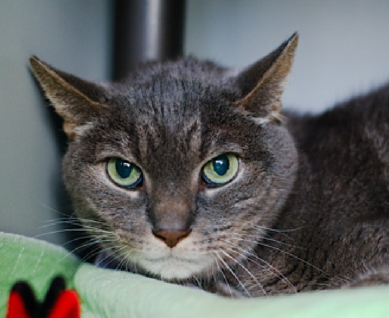JLthekid9999's tweet photo. 🆘🆘 HARLOW (ID 253212), 10 YO, MALE –  IN QUEENS ACC - came into the shelter as a stray on 4/28/2026.   🆘🆘 😿 😿 😿 😿

🆘🆘 UPDATE – UPDATE – HARLOW CAME IN WITH HER BONDED HOUSEMATE -HILLARY (ID 253214), NOT YET ON EPL - LET’S KEEP THEM TOGETHER🆘🆘

➡️TBD 6/20/26

➡️ SENIOR ALERT

➡️ TOO LOW ON PLEDGES TO STIMULATE RESCUE INTEREST

➡️ 🆘🆘  2ND Chance on Emergency Placement List – VERY URGENT – 🆘🆘 😱🔥🔥😱

➡️ 52 DAYS IN SHELTER – TOO LONG – TIME IS RUNNING OUT

➡️ HARLOW IS ON THE EPL FOR BEHAVIORAL REASONS - He is not thriving in the care center and continues to display distance-increasing behavior when approached for interactions. He has not warmed up despite staff using treats to build a positive association.  This designation often means that the cat will be given very little time for rescue/foster/adoption.🔥🔥🔥🔥

What my friends at ACC say about me: My history is a mystery and my friends here do not know much about me yet! I will flourish in a calm environment and a low-traffic home. Harlow tolerates attention and petting but may be fearful or stressed in the shelter, and may be intimidated by small children. He may be a little more independent, and may need time to warm up to his new home. Due to the behaviors seen in the care center, we feel that this cat will do best in an experienced, adult only home. Harlow tolerates attention and petting but may be fearful or stressed in the shelter, and may be intimidated by small children. He may be a little more independent, and may need time to warm up to his new home. ❤️ 😻❤️ 😻❤️ 😻

NEEDS OUT OF SHELTER ASAP –

Please RT or pledge, if you can, to save this little one.

@AdamsPaulGrimke
@mehser12

💔😿🙏Thank you

PICS: HARLOW, HILLARY