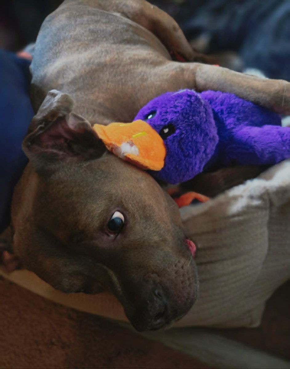 ProjektDyad's tweet photo. I can't believe he is 9 years old today ๐ญ
From being just a little baby to being a slightly bigger baby โค๏ธ
#Pibble #Pitties https://t.co/ZeDSFQob9y