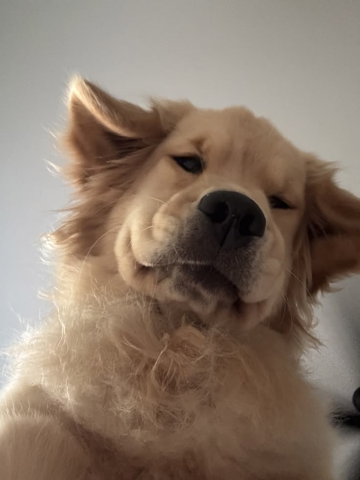 dogssaveworld's tweet photo. Squishy face vibes ❤️✨ https://t.co/StQYXJHPrF