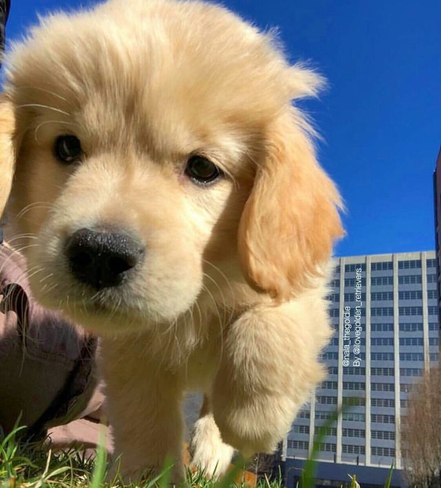 dogs so cute that could save the world tweet media