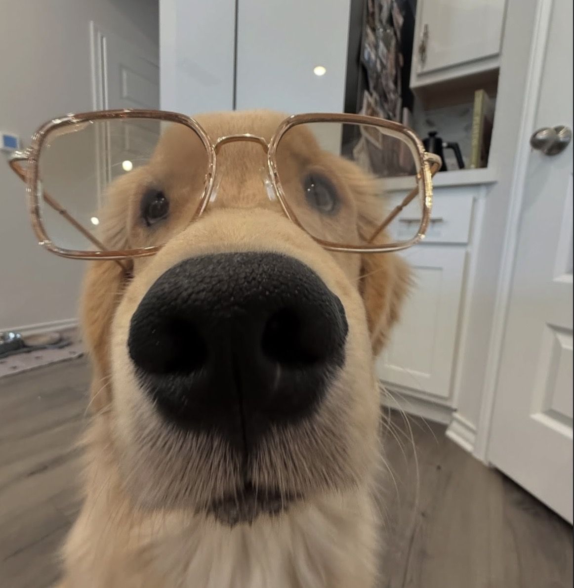 dogssaveworld's tweet photo. Golden nerd vibes ✨💛 https://t.co/GYbFVGrFlY