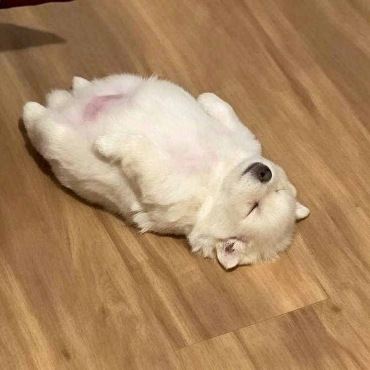dogs so cute that could save the world tweet media