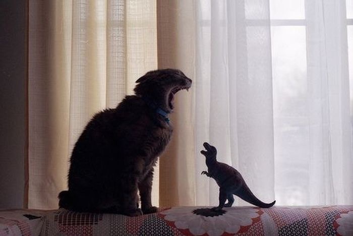 NoCatsNoLife_m's tweet photo. The mighty Catzilla has appeared. 😂 https://t.co/bhTC0me95K