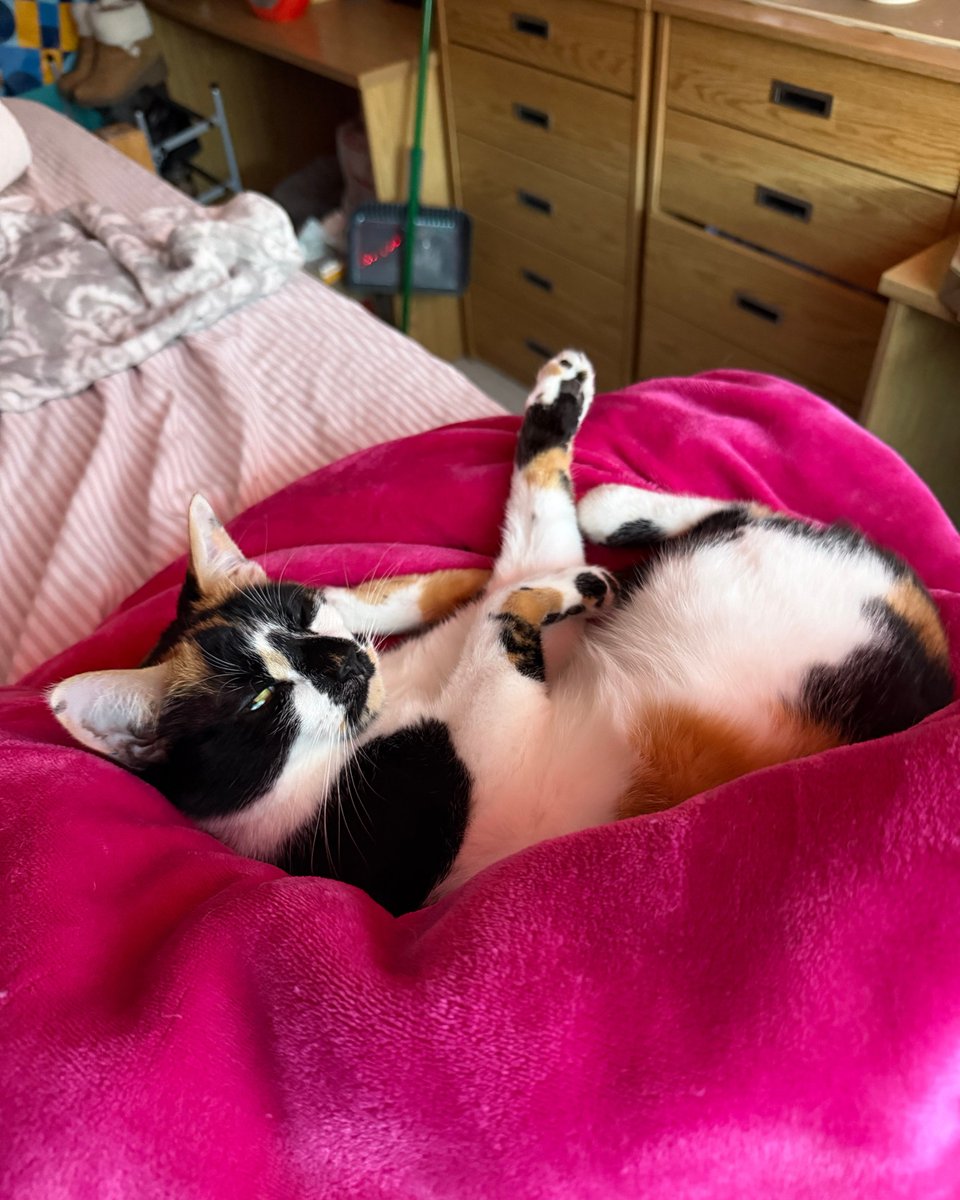 petsalive's tweet photo. Pets Alive Alumni Update: JUNE 🐱☀️ 
Formerly Priscilla, she’s thriving in her forever home! 👑 From moving homes to college life, June is her fur momma’s perfect sidekick. She loves sunny windowsills, squirrels, back naps &amp; meowing greetings. Queen of the house for sure! 💛 https://t.co/7gl7bKFVW8