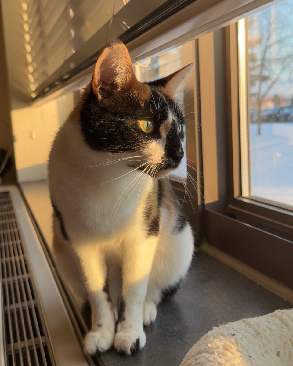 petsalive's tweet photo. Pets Alive Alumni Update: JUNE 🐱☀️ 
Formerly Priscilla, she’s thriving in her forever home! 👑 From moving homes to college life, June is her fur momma’s perfect sidekick. She loves sunny windowsills, squirrels, back naps &amp; meowing greetings. Queen of the house for sure! 💛 https://t.co/7gl7bKFVW8