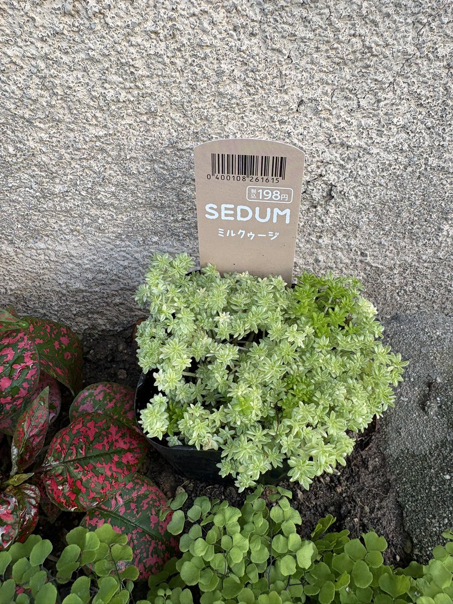 itecamp0113's tweet photo. 今日はコメリとカインズで植物追加🌱🪴
どう植えようか🤔💭悩み中
#観葉植物
#ポトス
#ポトスライム
#ムラサキオモト
#ムラサキオモトオーロラ
#セダム・ミルクゥージ
#花壇 https://t.co/iGbogk8EKk