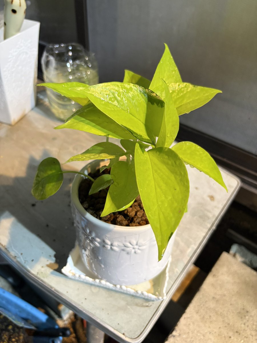 itecamp0113's tweet photo. 今日はコメリとカインズで植物追加🌱🪴
どう植えようか🤔💭悩み中
#観葉植物
#ポトス
#ポトスライム
#ムラサキオモト
#ムラサキオモトオーロラ
#セダム・ミルクゥージ
#花壇 https://t.co/iGbogk8EKk