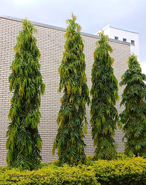 KlementGemini's tweet photo. This trees humea tu kwa compounds  za matajiri. Maskini hata upande aje haziezimea kwako. https://t.co/bFPSagJKrK