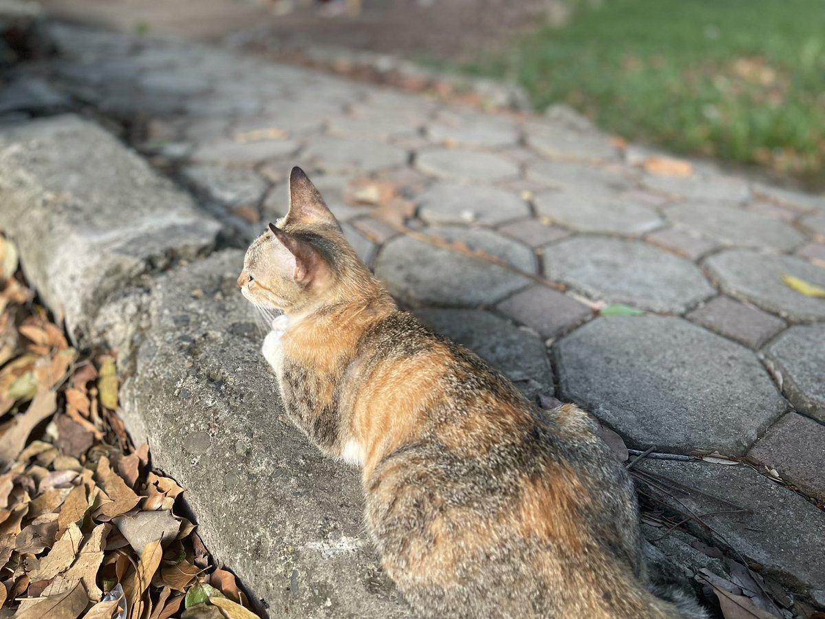 xeesora's tweet photo. Yattaaa >< finished 14 laps today, pretty good i'd sayyy  🏃🏻‍♀️🐈🍈 https://t.co/sLR9AMIOPL