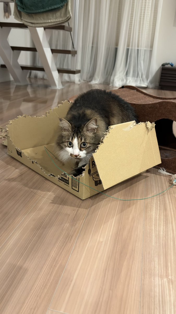 mashushu2222's tweet photo. マシュくんのダンボールのチネリ技術をご覧ください😁フタ付きのダンボールがここまでになっちゃってます😂
最後は満足して寝ちゃいました〜😪
#ねこ #猫 #猫のいる暮らし #cat #cats #ダンボール #チネリ https://t.co/fIu3Sihhjt