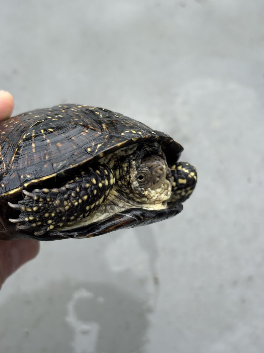 __Cuora_Pi__'s tweet photo. キボシヌマガメ　ウクライナ🐢

吉岡さんブリードの子
元々いるオスに首元を齧られてしまって療養中

地味なのでメスだと思ってたけど、オスか🫣

#キボシヌマガメ https://t.co/1rgMoh79d2