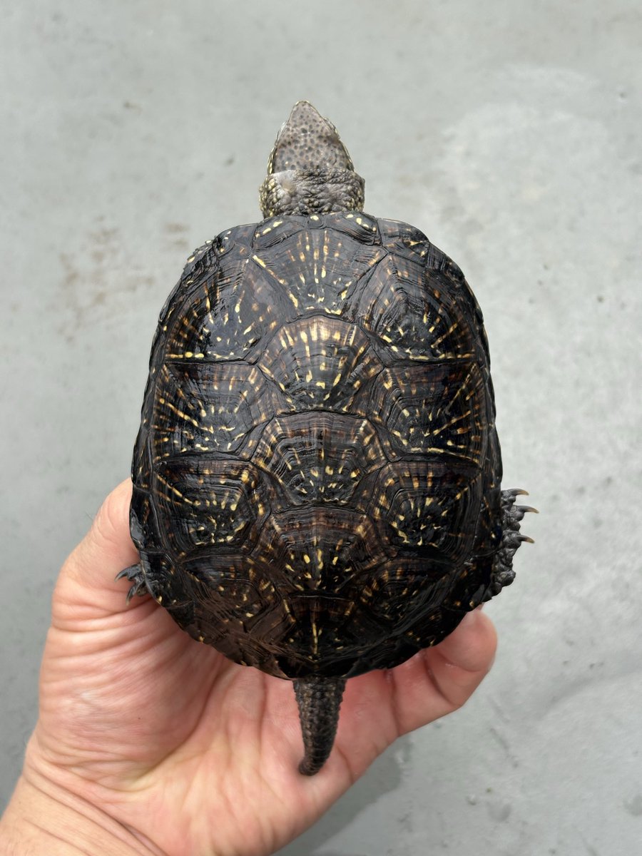 __Cuora_Pi__'s tweet photo. キボシヌマガメ　ウクライナ🐢

吉岡さんブリードの子
元々いるオスに首元を齧られてしまって療養中

地味なのでメスだと思ってたけど、オスか🫣

#キボシヌマガメ https://t.co/1rgMoh79d2