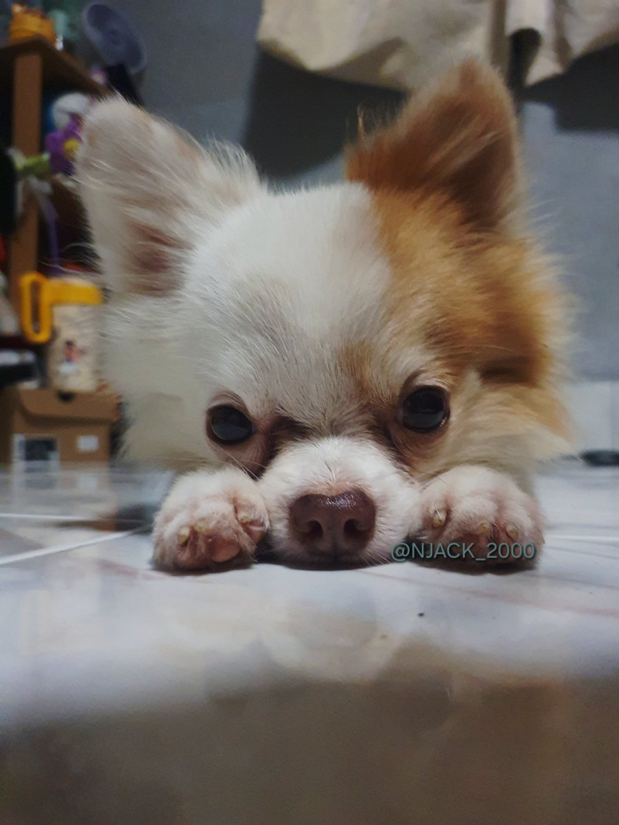NJACK_2000's tweet photo. หารยูทูปพรีเมี่ยม ว่าง 2ที่ เดือนละ 66 บาทหาคนหารนานๆค่ะ ไม่ใช่ร้านนะ ของเราเอง สนใจทักมาถามได้เลย

#หารยู��ูปพรีเมี่ยม #หารยูทูป #Youtube
#youtubepremium #หาคนหาร
#หารยูทูปพรีเมี่ยม https://t.co/3h4mdldVy3