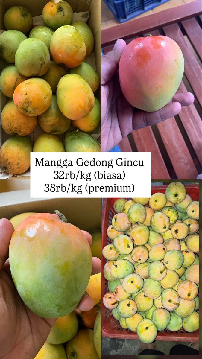 szsfour's tweet photo. KIRIM BUAH MANGGA SELURUH  INDONESIA ONGKIR FLAT 6.000/kg 

Mangga asli indaramayu langsung ambil dari kebun : 
- Gincu biasa 32rb/kg 
- Gincu premium 38rb/kg
- Mangga kiojay 38rb/kg 
- Mangga harum manis 26rb/kg
- Mangga cengkir 26rb/kg

Lokasi : Pancoran, Jakarta Selatan. https://t.co/GN5WkHu2CS