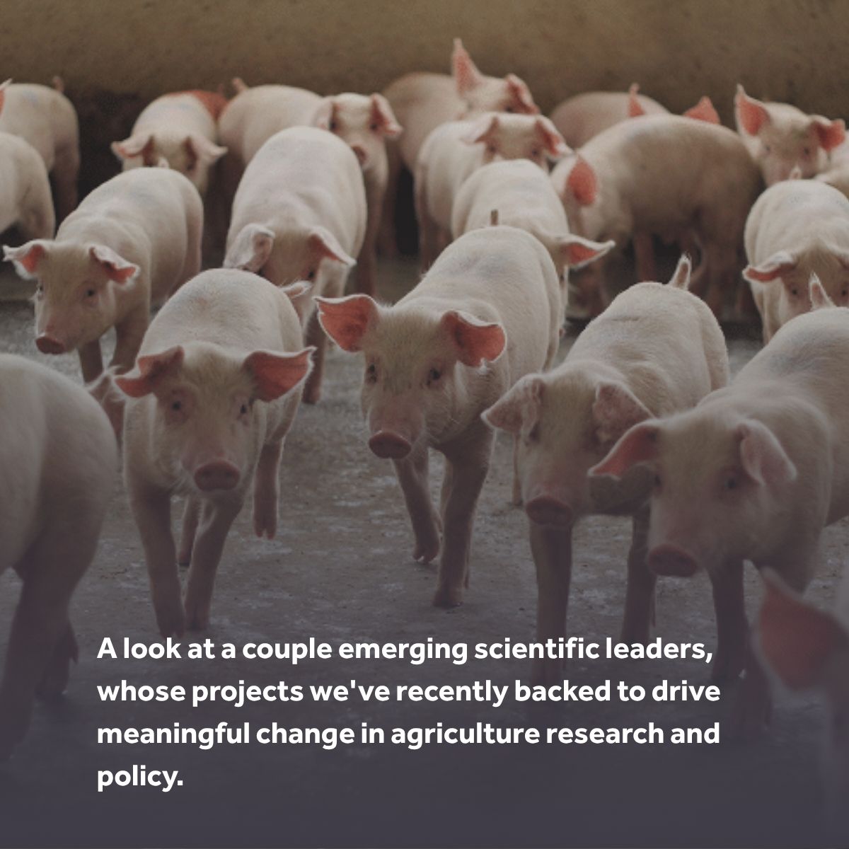 FoundationFAR's tweet photo. Protecting agriculture production, maintaining U.S. competitiveness and bolstering national security in a rapidly changing world takes more than new technologies; it takes people.

Our New Innovator Award program has been a key instrument in empowering those emerging leaders.

Award winners, Dr. Mohit Verma of @PurdueAg  & Dr. Gustavo Machado of @NCState  are two of such leaders...

Verma and his team developed a portable, paper-based biosensor that detects 10 BRD-associated viruses in under an hour, allowing farmers and veterinarians to make faster, more informed treatment decisions.

Machado and his team analyzed nearly 200,000 pig shipments across 20 states to map these connections and model how diseases like Porcine Reproductive and Respiratory Syndrome (PRRS) and African Swine Fever (ASF) could spread. They translated those findings into the Rapid Access Biosecurity (RAB) app, giving farmers and officials a practical tool to guide safe animal movement during outbreaks.

Learn more about our emerging leaders through the link below!
https://t.co/P41HGYF9tQ