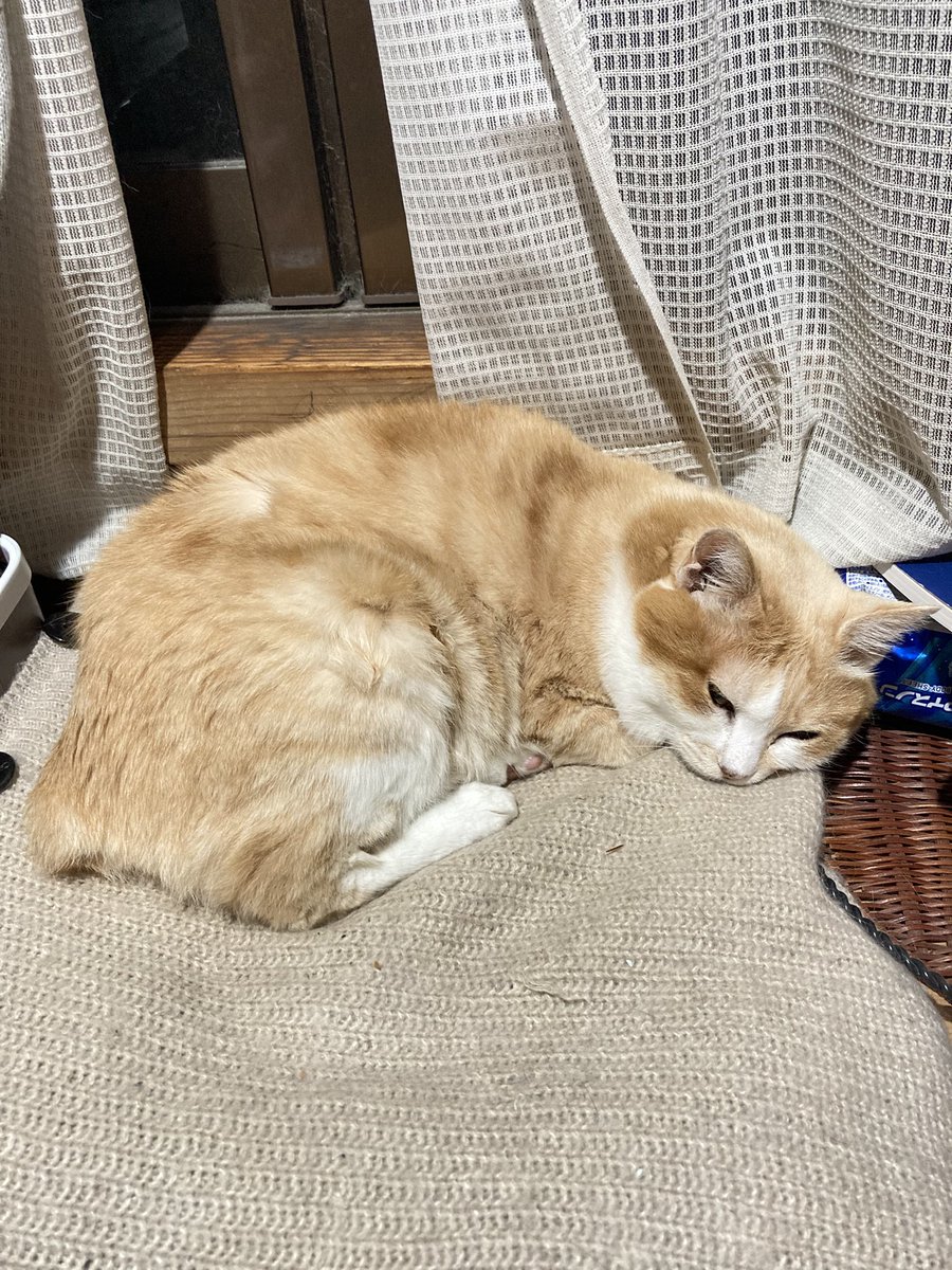 nabemono8931's tweet photo. これは一日中ご飯も食べず昼寝して心配してたら缶詰の音には反応してもりもり食ってうんちしてまた同じ場所に帰ってきたマンジュウ https://t.co/BeGx1DIw7A