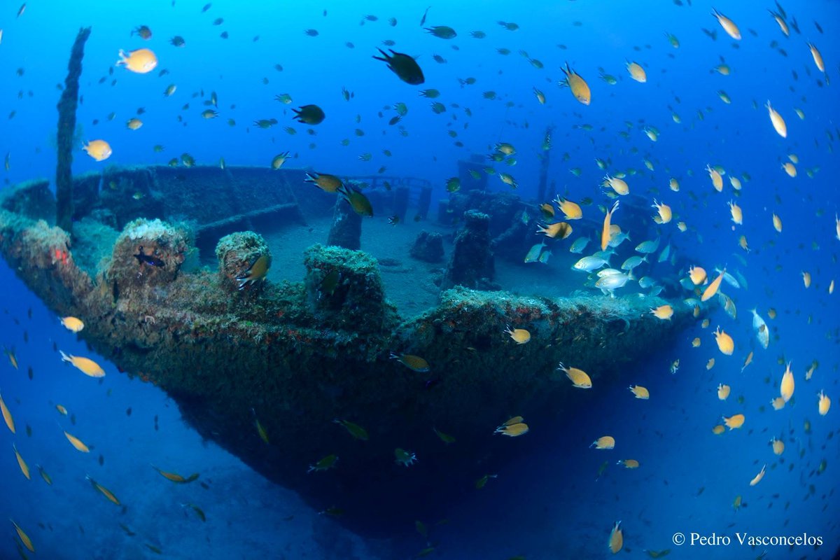 PortugalDive's tweet photo. Discover Atlantic Magic: Porto Santo Dive Adventure!
Explore Porto Santo’s crystal-clear visibility, expect incredible marine life, thrilling dive sites and breathtaking scenery above and below the surface.
Remember: We worry, You dive!
@scubadivergirls @ScubaApparatus @diveSSI https://t.co/KGHMWf5jel