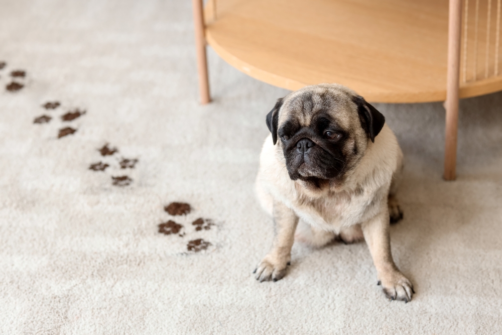 NWahbeh's tweet photo. Your carpet knows what happened in this house. 😅

Kids.
Pets.
Guests.
Spilled drinks.
Life.

Good news: 📰
Our Father's Day carpet sale features brand names starting at $1.50/sq. ft. Also, free carpet removal and free pad upgrades!

#NewCarpet #CarpetSale https://t.co/XHP1DHEYjD