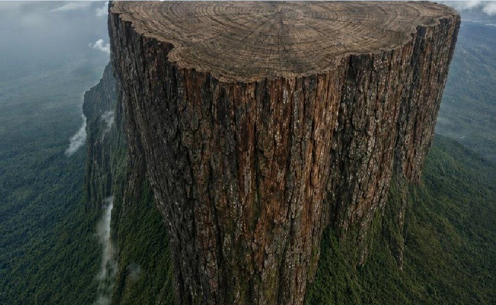 andreas_nigbur's tweet photo. Mount Roraima – the petrified stump of a gigantic mother tree!

The famous Mount Roraima, on the border of Brazil and Venezuela, is not actually a mountain, but the petrified remains of a colossal tree. The petrified stump is approximately 700 meters high and its greatest extent is about 15 kilometers!

This inevitably raises a question:

How gigantic must the original tree have been?