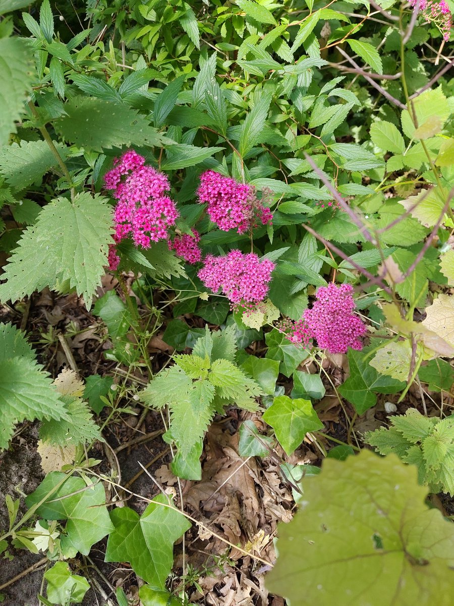 vrijezangvogel's tweet photo. #onderweg vanochtend het praktische met ontspanning gecombineerd. De bloemen bloeien volop! #fleurop #juni_bloeiers ook #bijen #bees actief. #flowers
#vandaaggemaakt
Heel divers. De #kunst van het samenleven. @Laurentius66 https://t.co/nxJOB3bei0