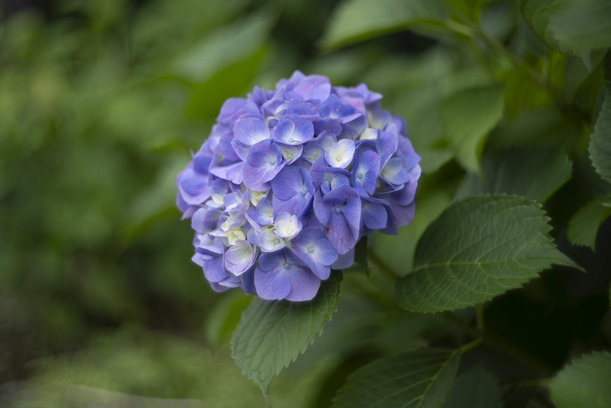 GADGET_SIZE's tweet photo. SL3-S＋Mレンズアダプター＋ Light Lens Lab M 50mm f/1.5 Z21

ISO100  F1.5  SS1/200  -0.6EV
GSTW636
※Lrでトリミングのみ
#SL3S #Leica #CAI #C2PA #コンテンツクレデンシャル #飛鳥の小径 #紫陽花 https://t.co/s8alIjZSiy