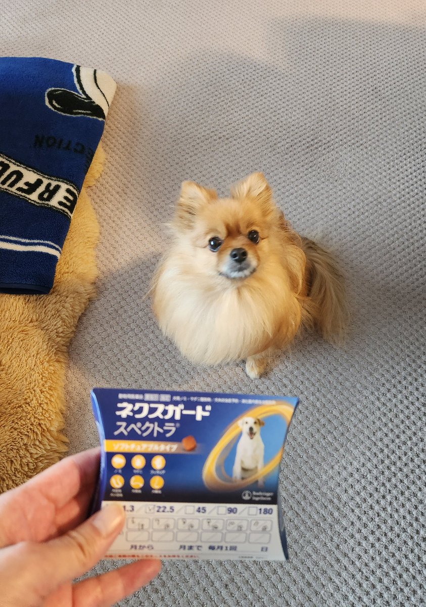cyokoti's tweet photo. こんばんは🌝
今朝🐶食べてくれなかった💊
ごはん🍚もわがままで食べなくて母ちゃん頭きた　で、考えました
買い物に出かけ気晴らし自分の物を買い、秘密兵器買ってきた(*￣ー￣)
錠剤だとバレるから粉々にし混ぜて食べさせた🙌
ごはん🍚も食べたし満腹🐶💤
よかった😅 https://t.co/nx9fVd82Qm