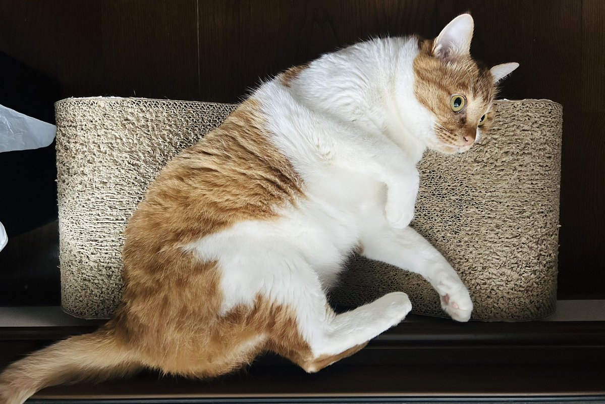 seedregs's tweet photo. ちょっと痩せた猫 https://t.co/UlZrIx7Zx1