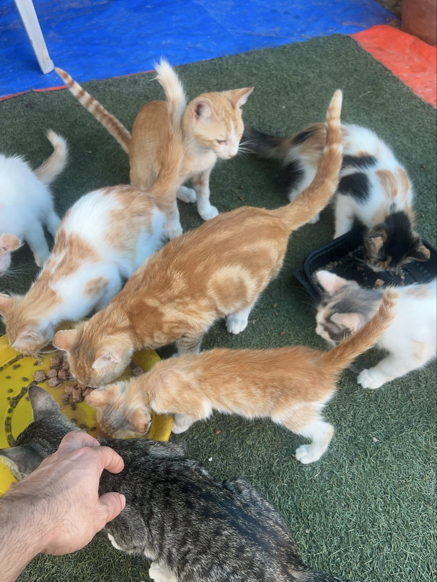 RescueCare's tweet photo. Hello my dear friends🐾😻🫂🇵🇸💞✨ https://t.co/VMjYgzThoC
