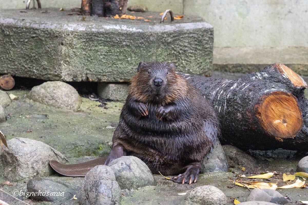bignekosama's tweet photo. 何をする訳でもなく座ってた🤣

#千葉市動物公園
#アメリカビーバー　#ローズ https://t.co/cmZxvHk5Cg