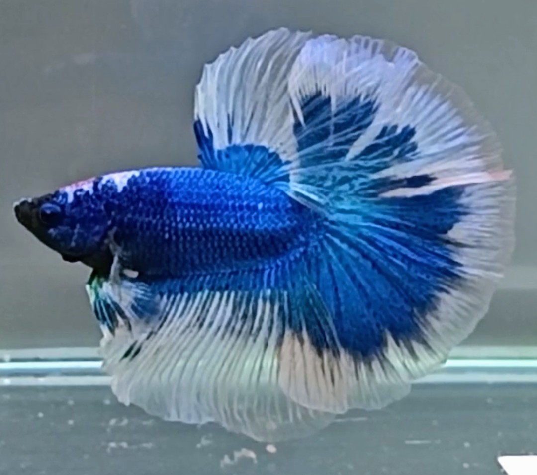 ほっぺちゃんFARM】〈ベタ・Betta〉K-1 アリコーン・オーロラブルーHM