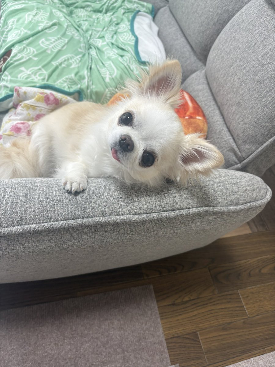 futa_0210's tweet photo. こんばんはなの🐾 https://t.co/txdvutYw8p