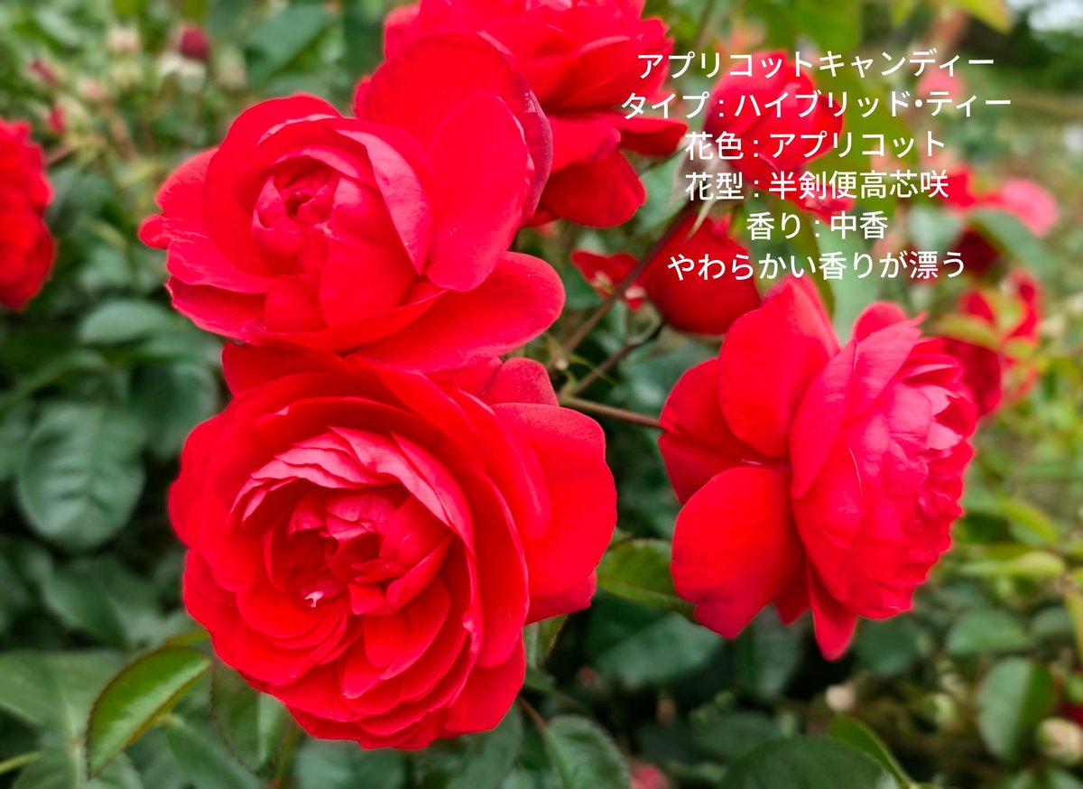 BirdValleyKT's tweet photo. 6月のバラ園
#アプリコットキャンディー
#伊豆の踊子 https://t.co/oalcjlPOi4