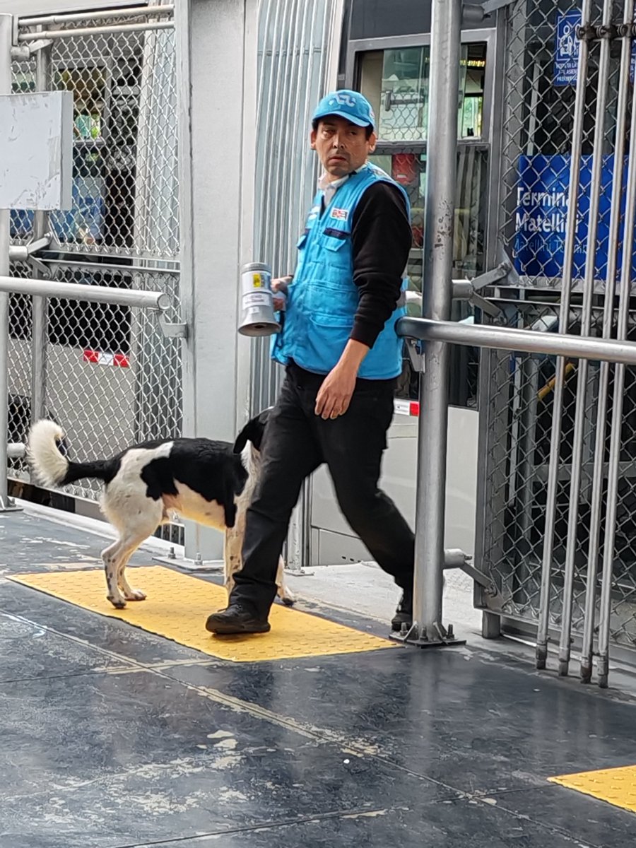 monaparedes's tweet photo. El perrito siempre está en la estación Matellini, @Metropolitano_L ya adóptenlo. 🤗
@ATU_GobPeru https://t.co/y1LvrBTtYp