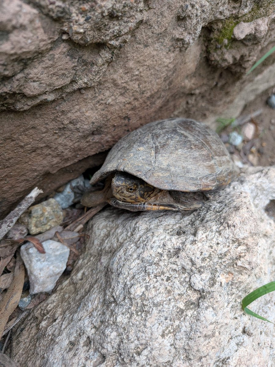 EdithVhel's tweet photo. En mis paseos también encuentro tortugas. https://t.co/Psl17Sfh4r