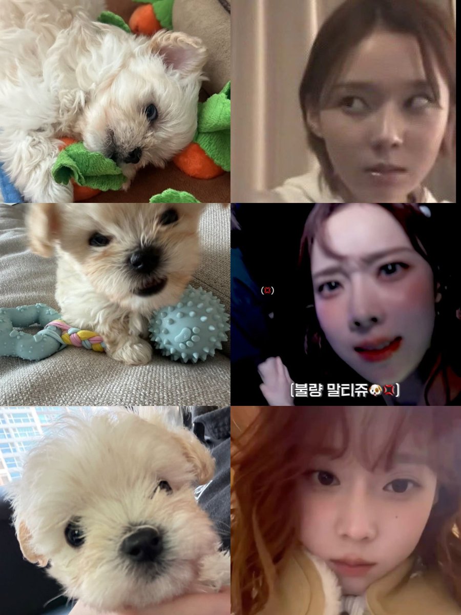 lisamjeong's tweet photo. 100% winter’s puppy they literally have the exact same facial expressions 😭🥹 https://t.co/t5wFYdPYTd