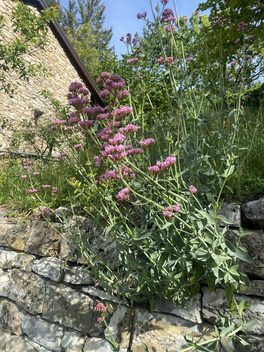 rossellaronconi's tweet photo. …quelli selvatici che hanno in sé la bellezza spontanea di ciò che cresce libero e senza limiti, sono quelli che mi piacciono di più! 🌷
#fioriselvatici #fioridicampo #fiorispontanei #fiori #natura https://t.co/TchkG0XSmI